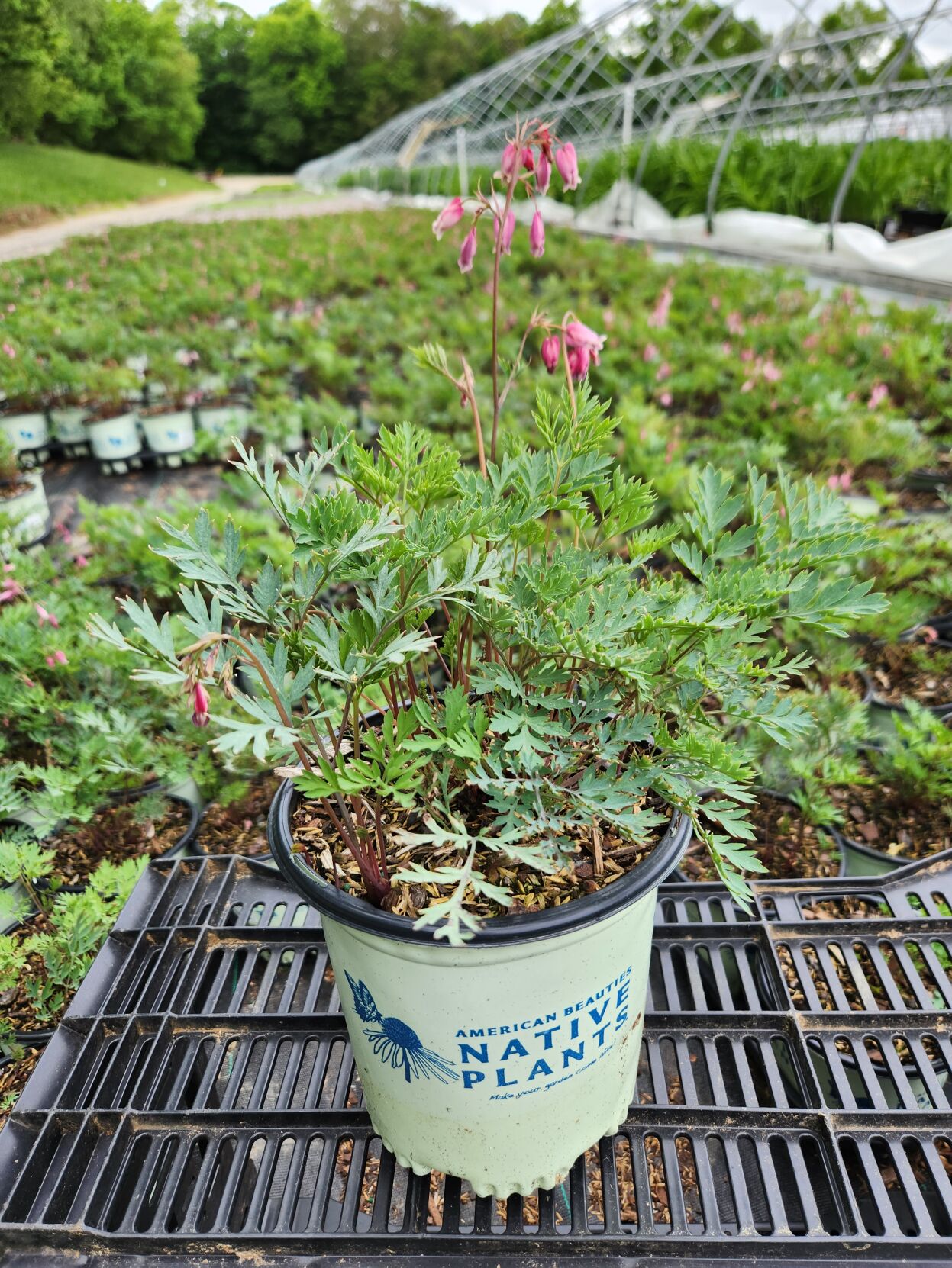 Tim Kane American Beauties - Laughing Photo Heart.jpg